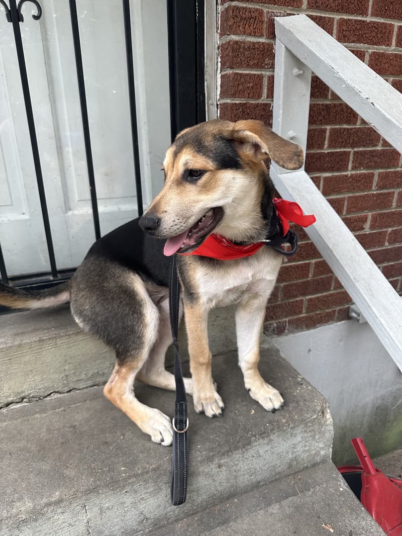 Tan and black shepherd-mix dog in a red bandana sitting on outdoor concrete steps beside a brick wall, tongue out