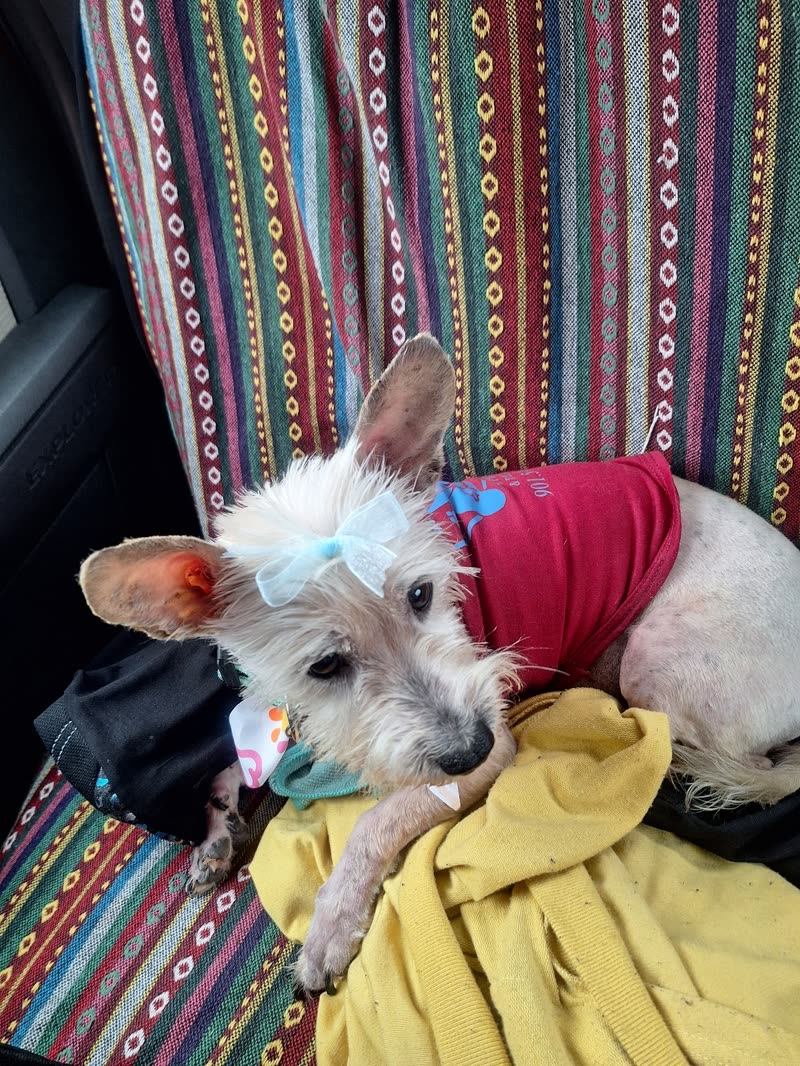 Small white dog with a bow and red top sitting on a yellow towel in a car seat