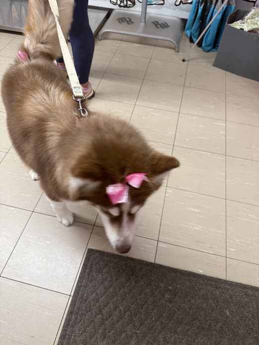 Red-and-white husky with a pink bow walking on a lead across the salon's tiled floor