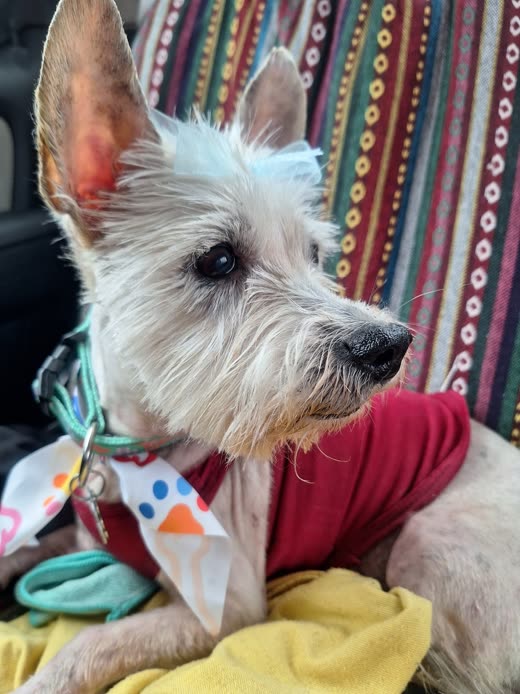 Close-up of a small white dog with upright ears, a bow and a red top