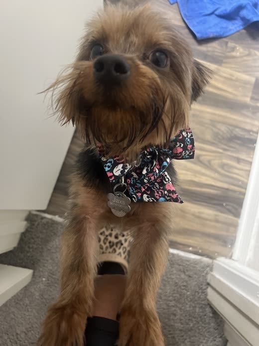 Scruffy brown terrier wearing a floral bandana, looking up at the camera