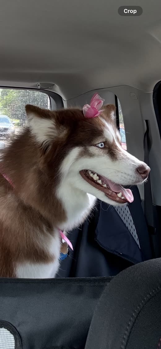 Red-and-white husky with a pink bow looking out of a car window, mouth open